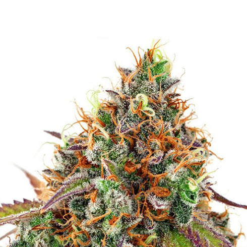 Anesia Seeds - Cherry Kiss